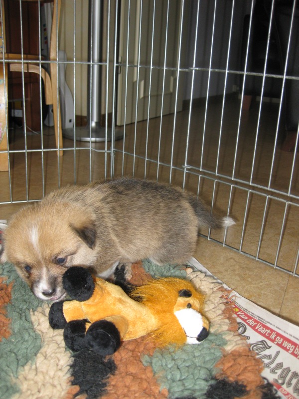 Puppies